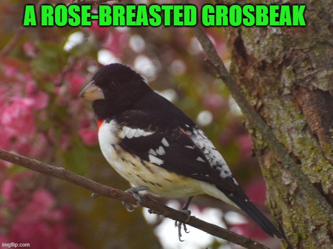 A ROSE-BREASTED GROSBEAK | made w/ Imgflip meme maker