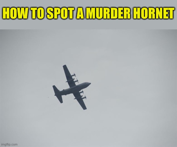 Murder hornet in flight  ( no disrespect for our military ) | HOW TO SPOT A MURDER HORNET | image tagged in memes,murder hornet | made w/ Imgflip meme maker