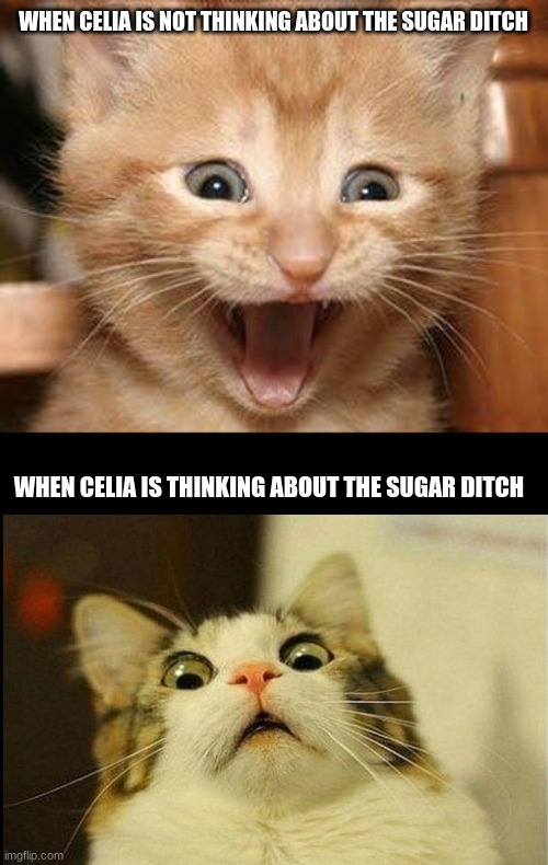 Excited Cat Meme | WHEN CELIA IS NOT THINKING ABOUT THE SUGAR DITCH; WHEN CELIA IS THINKING ABOUT THE SUGAR DITCH | image tagged in memes,excited cat | made w/ Imgflip meme maker