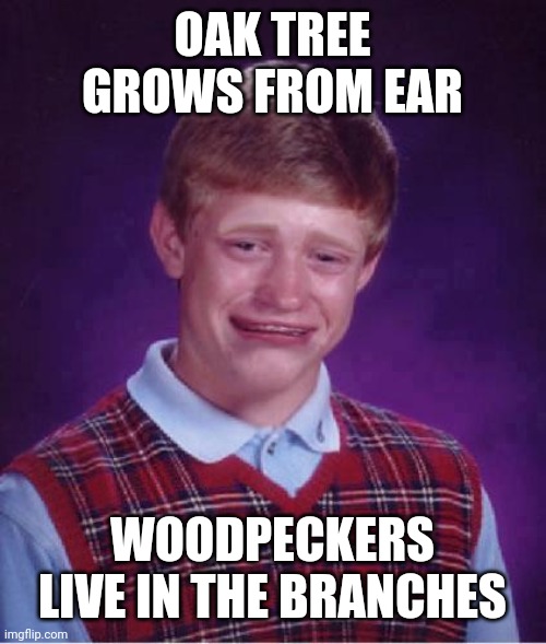 Bad Luck Brian Cry | OAK TREE GROWS FROM EAR WOODPECKERS LIVE IN THE BRANCHES | image tagged in bad luck brian cry | made w/ Imgflip meme maker