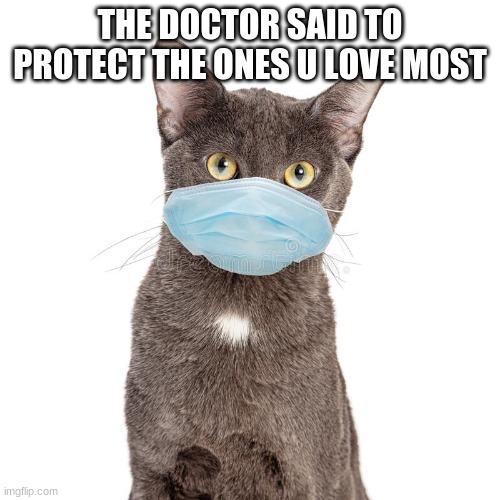 THE DOCTOR SAID TO PROTECT THE ONES U LOVE MOST | image tagged in cats | made w/ Imgflip meme maker