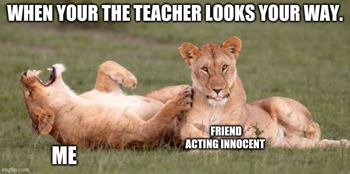 lol | WHEN YOUR THE TEACHER LOOKS YOUR WAY. FRIEND ACTING INNOCENT; ME | image tagged in lions,funny | made w/ Imgflip meme maker