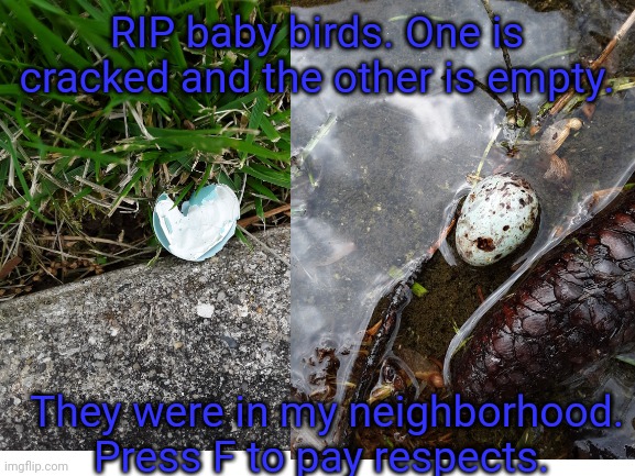 RIP baby birds. One is cracked and the other is empty. They were in my neighborhood. Press F to pay respects. | made w/ Imgflip meme maker