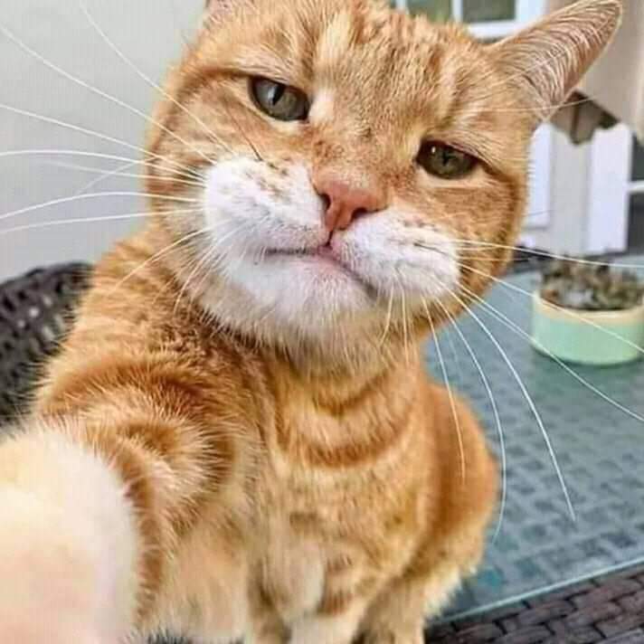 Suave cat Blank Meme Template