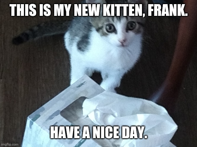 THIS IS MY NEW KITTEN, FRANK. HAVE A NICE DAY. | image tagged in aww,cat,cute,animals,kitten | made w/ Imgflip meme maker