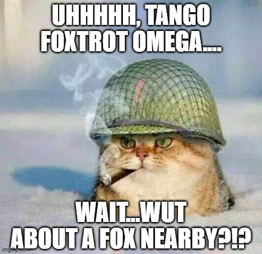 War Cat |  UHHHHH, TANGO FOXTROT OMEGA.... WAIT...WUT ABOUT A FOX NEARBY?!? | image tagged in war cat | made w/ Imgflip meme maker