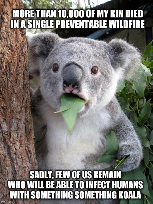 Surprised Koala | MORE THAN 10,000 OF MY KIN DIED
IN A SINGLE PREVENTABLE WILDFIRE; SADLY, FEW OF US REMAIN WHO WILL BE ABLE TO INFECT HUMANS
WITH SOMETHING SOMETHING KOALA | image tagged in memes,surprised koala | made w/ Imgflip meme maker