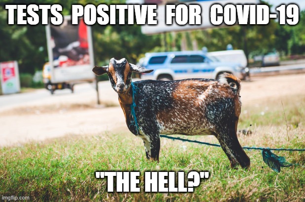 Coronavirus Goat | TESTS  POSITIVE  FOR  COVID-19; "THE HELL?" | image tagged in covid-19,coronavirus,tanzania goat,covid-19 goat,test positive,tanzania | made w/ Imgflip meme maker