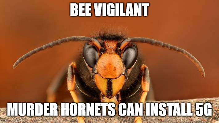 Murder hornets can install 5G | BEE VIGILANT; MURDER HORNETS CAN INSTALL 5G | image tagged in murder hornet,5g,tinfoil hat | made w/ Imgflip meme maker