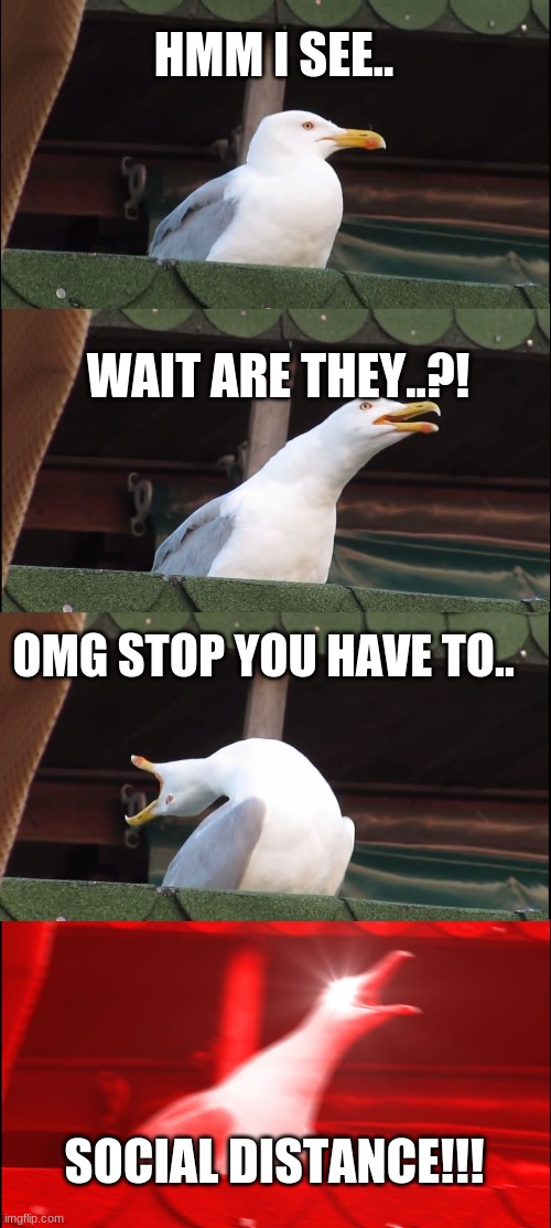 Inhaling Seagull | HMM I SEE.. WAIT ARE THEY..?! OMG STOP YOU HAVE TO.. SOCIAL DISTANCE!!! | image tagged in memes,inhaling seagull | made w/ Imgflip meme maker