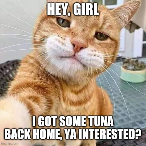 Savvy cat | HEY, GIRL; I GOT SOME TUNA BACK HOME, YA INTERESTED? | image tagged in suave cat | made w/ Imgflip meme maker