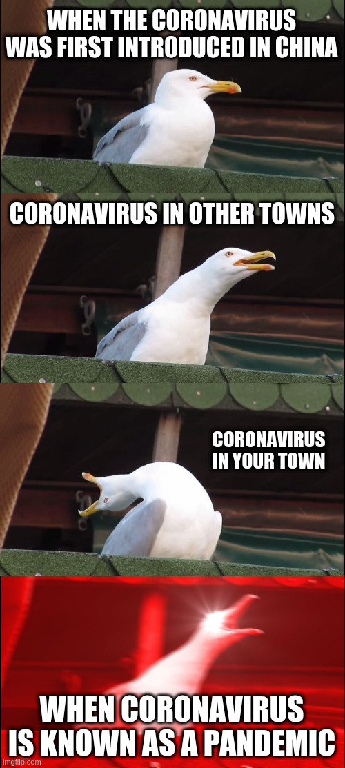 Coroanvirus in a nutshell | WHEN THE CORONAVIRUS WAS FIRST INTRODUCED IN CHINA; CORONAVIRUS IN OTHER TOWNS; CORONAVIRUS IN YOUR TOWN; WHEN CORONAVIRUS IS KNOWN AS A PANDEMIC | image tagged in memes,inhaling seagull | made w/ Imgflip meme maker