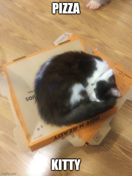 MY CAT LIKES SLEEPING ON PIZZA BOXES | PIZZA; KITTY | image tagged in cats,funny cats,pizza | made w/ Imgflip meme maker
