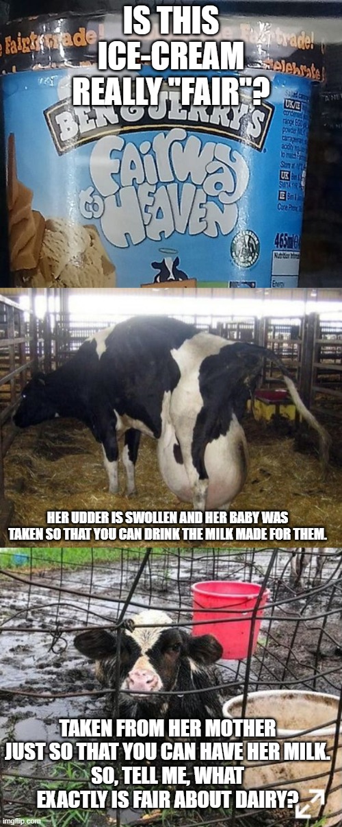 Ben & Jerry's UnFair Way To Heaven | IS THIS ICE-CREAM REALLY "FAIR"? HER UDDER IS SWOLLEN AND HER BABY WAS TAKEN SO THAT YOU CAN DRINK THE MILK MADE FOR THEM. TAKEN FROM HER MOTHER JUST SO THAT YOU CAN HAVE HER MILK.
SO, TELL ME, WHAT EXACTLY IS FAIR ABOUT DAIRY? | image tagged in dairy,dairy queen,milkshake,milk,milkshakes,cows | made w/ Imgflip meme maker