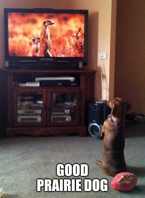 GOOD BOY | GOOD
PRAIRIE DOG | image tagged in dogs | made w/ Imgflip meme maker