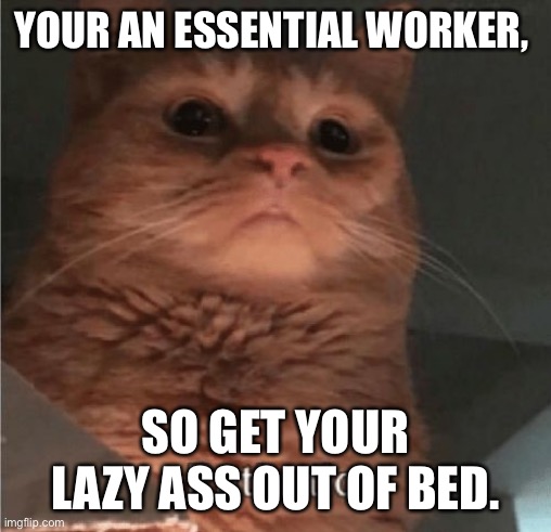 Pathetic Cat | YOUR AN ESSENTIAL WORKER, SO GET YOUR LAZY ASS OUT OF BED. | image tagged in pathetic cat | made w/ Imgflip meme maker