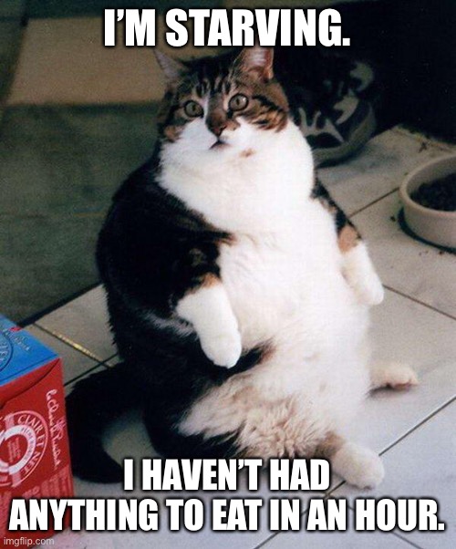 fat cat | I’M STARVING. I HAVEN’T HAD ANYTHING TO EAT IN AN HOUR. | image tagged in fat cat | made w/ Imgflip meme maker