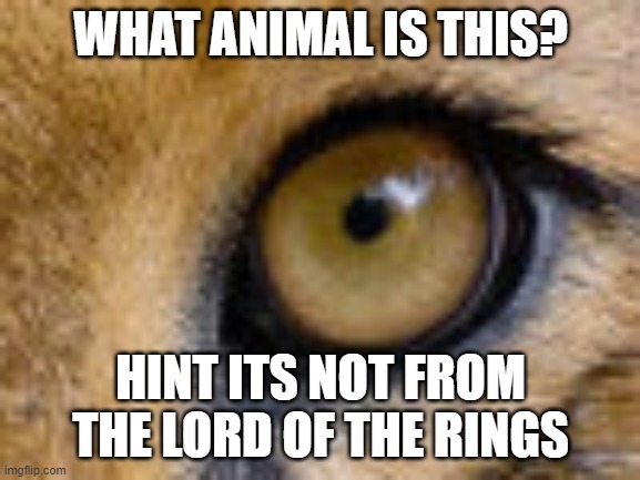 image titkl4 | WHAT ANIMAL IS THIS? HINT ITS NOT FROM THE LORD OF THE RINGS | image tagged in guess who | made w/ Imgflip meme maker