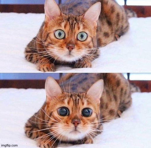 Cat Wide-Eyes | image tagged in cat wide-eyes | made w/ Imgflip meme maker