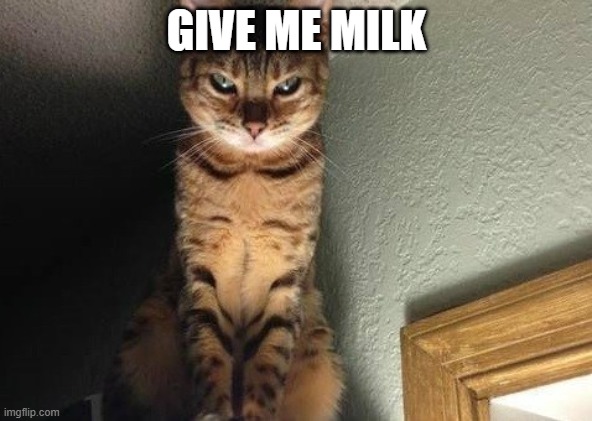 CREEPY CAT | GIVE ME MILK | image tagged in cats | made w/ Imgflip meme maker