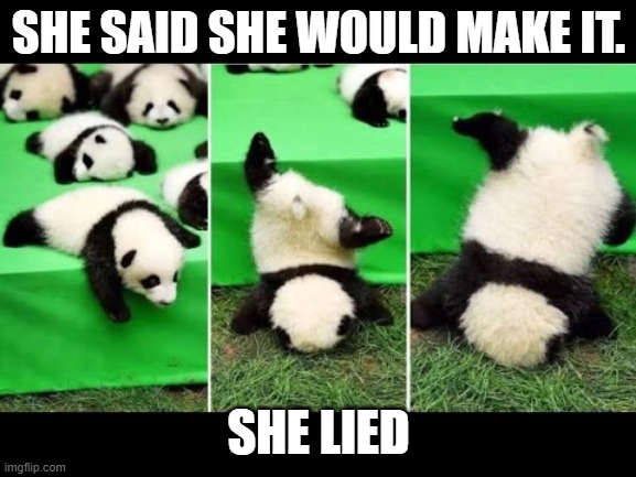 Baby panda fallin | SHE SAID SHE WOULD MAKE IT. SHE LIED | image tagged in panda,falling | made w/ Imgflip meme maker