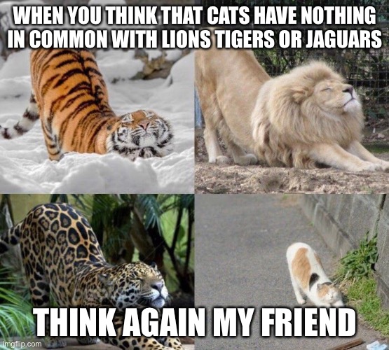 Stretching big cats | WHEN YOU THINK THAT CATS HAVE NOTHING IN COMMON WITH LIONS TIGERS OR JAGUARS; THINK AGAIN MY FRIEND | image tagged in funny animals | made w/ Imgflip meme maker