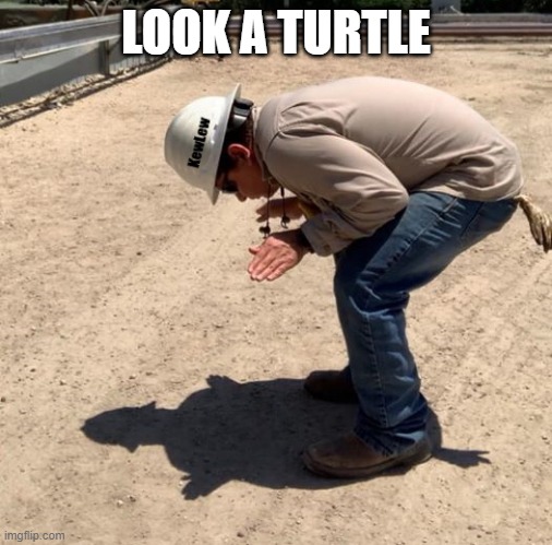 a turtle | LOOK A TURTLE | image tagged in turtle,shadow | made w/ Imgflip meme maker