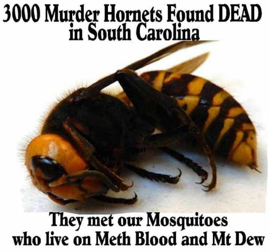3K Murder Hornets Found Dead in South Carolina | image tagged in murder hornet,murder hornets,hornet,methed up,mosquitoes,south carolina | made w/ Imgflip meme maker