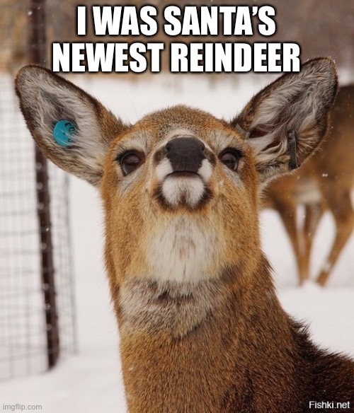 I WAS SANTA’S NEWEST REINDEER | image tagged in gorgeous deer | made w/ Imgflip meme maker