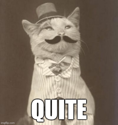 Moustache cat posh | QUITE | image tagged in moustache cat posh | made w/ Imgflip meme maker