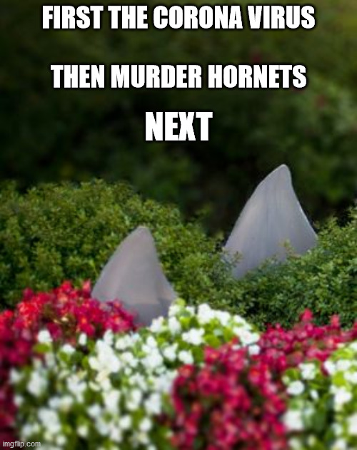 Next | FIRST THE CORONA VIRUS                               
THEN MURDER HORNETS; NEXT | image tagged in coronavirus,murder hornet,sharks | made w/ Imgflip meme maker
