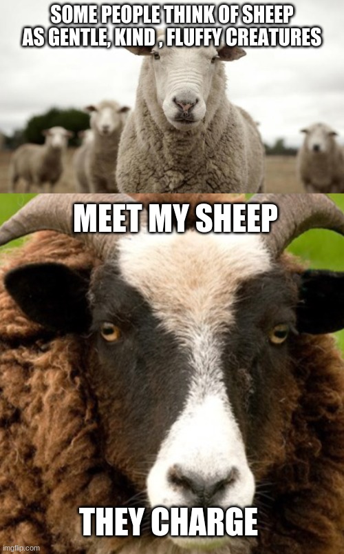 horns..... | SOME PEOPLE THINK OF SHEEP AS GENTLE, KIND , FLUFFY CREATURES; MEET MY SHEEP; THEY CHARGE | image tagged in sheep,scary,stupid | made w/ Imgflip meme maker