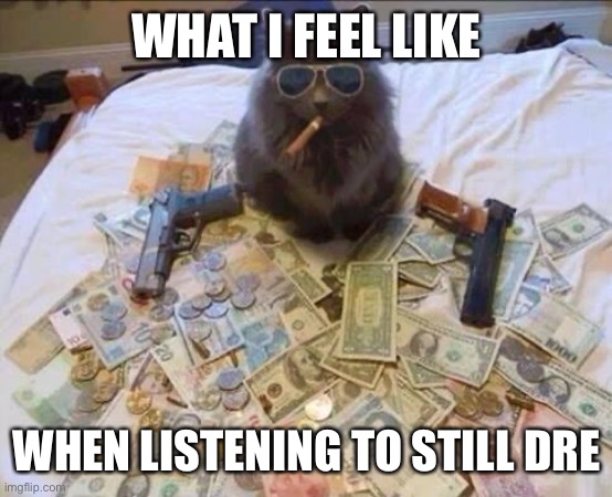 gangsta-kitty | WHAT I FEEL LIKE; WHEN LISTENING TO STILL DRE | image tagged in gangsta-kitty | made w/ Imgflip meme maker