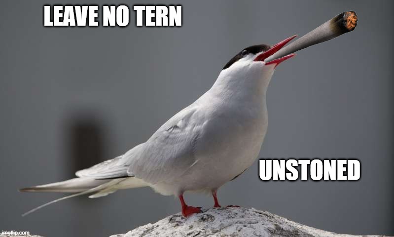 My dad always said if you want something pursue it. Leave no tern unstoned | UNSTONED; LEAVE NO TERN | image tagged in tern,stoned | made w/ Imgflip meme maker