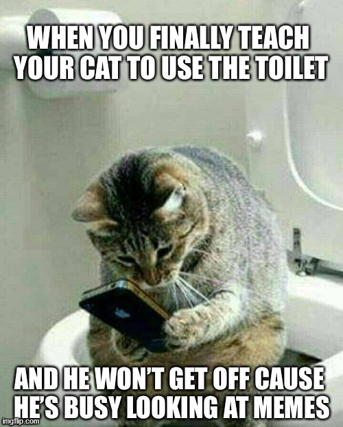 cat on toilet | image tagged in grumpy cat | made w/ Imgflip meme maker