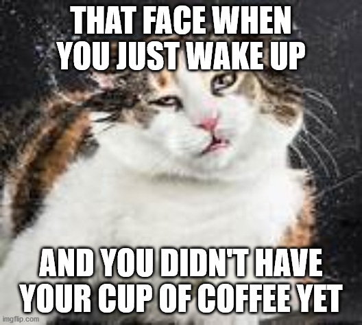coffee cat | THAT FACE WHEN YOU JUST WAKE UP; AND YOU DIDN'T HAVE YOUR CUP OF COFFEE YET | image tagged in giant coffee | made w/ Imgflip meme maker