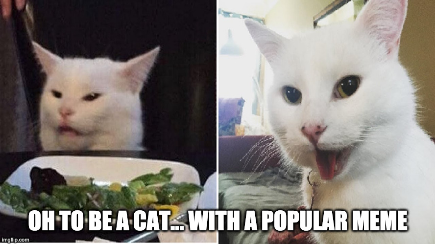Angry woman white cat meme | OH TO BE A CAT... WITH A POPULAR MEME | image tagged in white cat,woman yelling at white cat | made w/ Imgflip meme maker