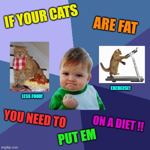 How Do You Like Dem Apples? | IF YOUR CATS; ARE FAT; EXERCISE! LESS FOOD! YOU NEED TO; ON A DIET !! PUT EM | image tagged in diet,success kid,cat,cats,fat cat,fat cats exercise | made w/ Imgflip meme maker