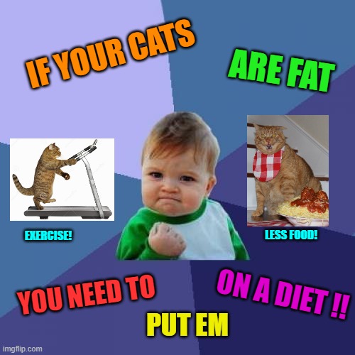 How Do You Like Dem Apples? | IF YOUR CATS; ARE FAT; LESS FOOD! EXERCISE! ON A DIET !! YOU NEED TO; PUT EM | image tagged in memes,fat cats exercise,success kid,cat,diet,fat cat | made w/ Imgflip meme maker
