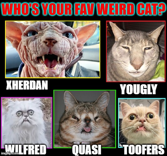Cat Contest | WHO'S YOUR FAV WEIRD CAT? WILFRED            QUASI          TOOFERS YOUGLY XHERDAN | image tagged in vince vance,cats,i love cats,funny cat memes,new memes,cute cats | made w/ Imgflip meme maker