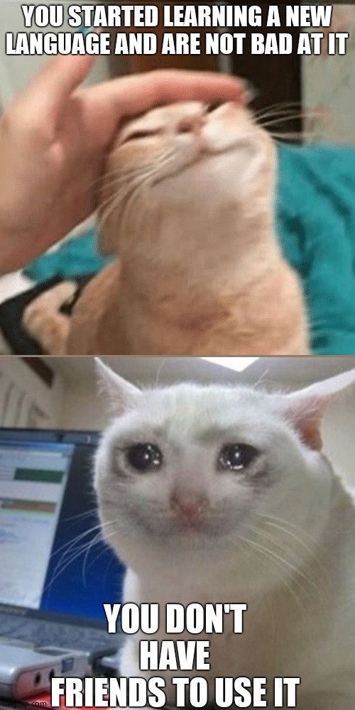 Pet the cat | YOU STARTED LEARNING A NEW LANGUAGE AND ARE NOT BAD AT IT; YOU DON'T HAVE FRIENDS TO USE IT | image tagged in pet the cat,crying cat,language | made w/ Imgflip meme maker