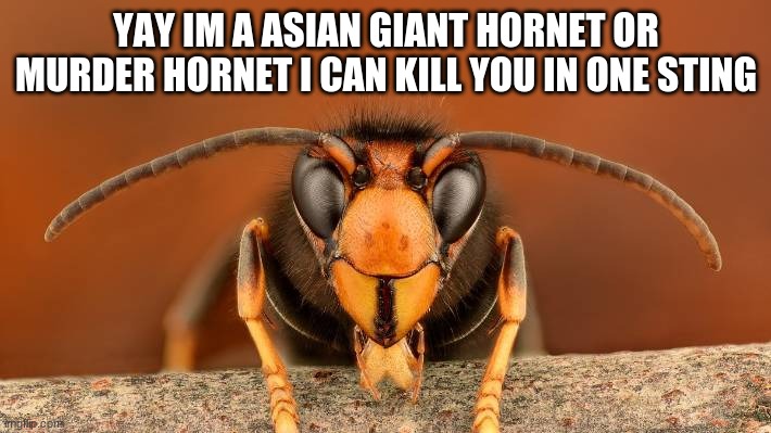 Murder Hornet | YAY IM A ASIAN GIANT HORNET OR MURDER HORNET I CAN KILL YOU IN ONE STING | image tagged in murder hornet | made w/ Imgflip meme maker