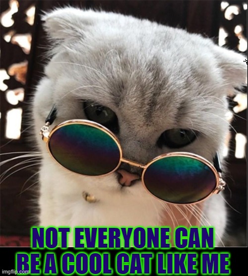 I Got it Happening, Humanoids! | NOT EVERYONE CAN BE A COOL CAT LIKE ME | image tagged in vince vance,cats,cool cat,sunglasses,funny cat memes,i love cats | made w/ Imgflip meme maker