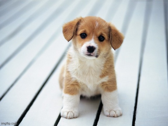 Cute puppy 1 | image tagged in cute puppy 1 | made w/ Imgflip meme maker