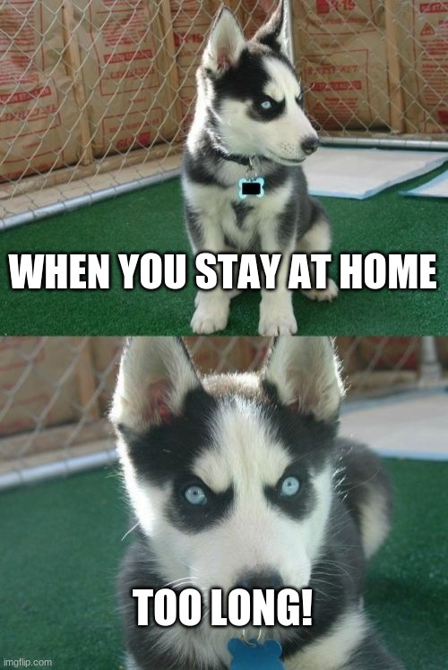 Covid-19 puppy | WHEN YOU STAY AT HOME; TOO LONG! | image tagged in memes,insanity puppy | made w/ Imgflip meme maker