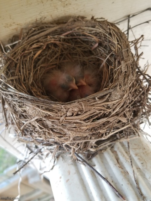 Robin chicks in their nest in the backyard | image tagged in share your own photos | made w/ Imgflip meme maker