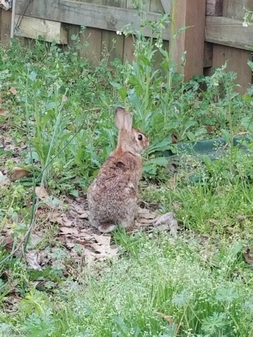 Cottontail in the back yard | image tagged in share your own photos | made w/ Imgflip meme maker