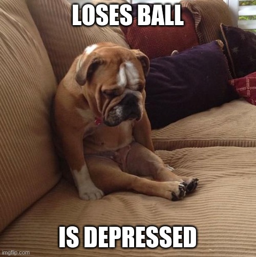 bulldogsad | LOSES BALL IS DEPRESSED | image tagged in bulldogsad | made w/ Imgflip meme maker