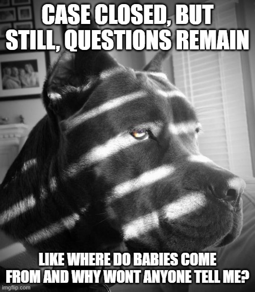 Detectives greatest question | CASE CLOSED, BUT STILL, QUESTIONS REMAIN; LIKE WHERE DO BABIES COME FROM AND WHY WONT ANYONE TELL ME? | image tagged in noir dog | made w/ Imgflip meme maker