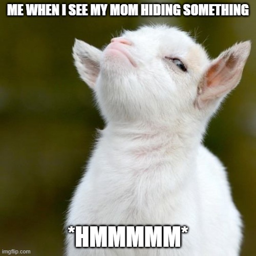 hmmmmmmmmmmm | ME WHEN I SEE MY MOM HIDING SOMETHING; *HMMMMM* | image tagged in suspicious lamb | made w/ Imgflip meme maker
